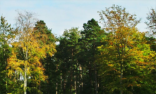 Swinley Forest